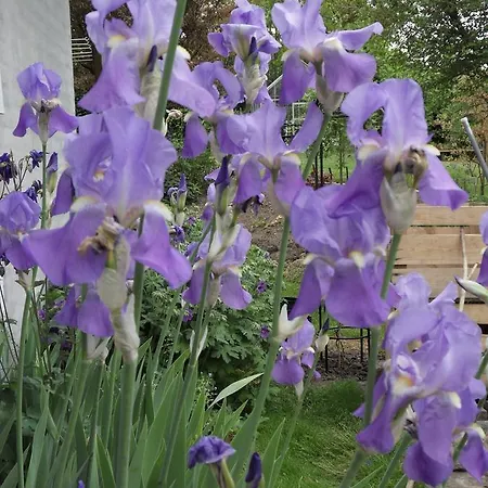 Bed&Breakfast Birkerod 3* Birkerød